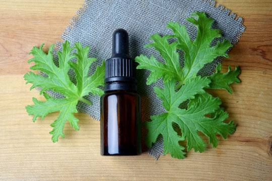 Citronella Geranium Oil Aromatherapy