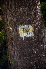 marking the tourist path on a tree
