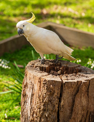 Curious Cockatoo Bird