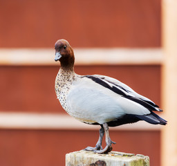 Duck With Red Background