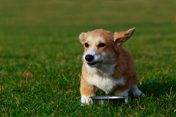 Dog breed Welsh Corgi Pembroke