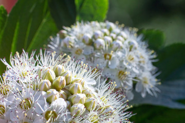 inflorescence of white flowers, summer day, close-up