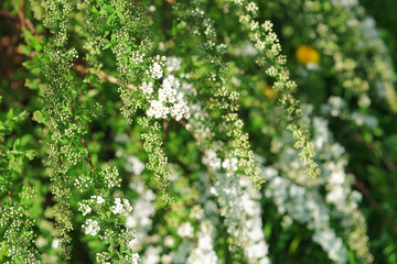 flowering fruit trees in the garden, spring, warm bright sunny day