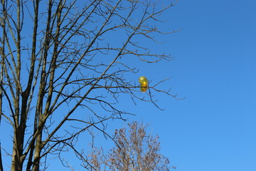  Two yellow-gold balls entangled in the branches of a tree. They look beautiful against a bright blue spring sky.