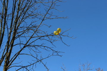  Two yellow-gold balls entangled in the branches of a tree. They look beautiful against a bright blue spring sky.