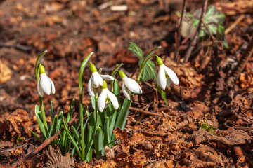 Ganlanthus, Snowdrop, „Schneeglöckchen“ in the spring/winter of Germany.