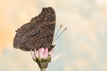 Vanessa io, farfalla (Aglais io)