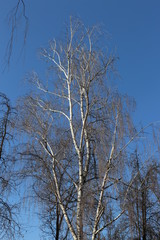  White birch looks spectacular against the blue spring sky