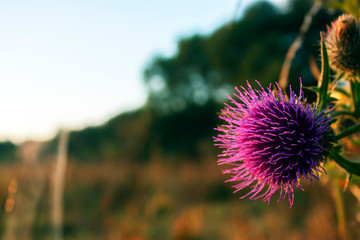 Thistle flower in the rays of the rising sun. Closeup of a flower in the meadow. Natural colors of the meadow under the bright sun.