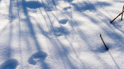Animal tracks in snow.