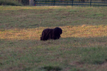 sheepdog in a field