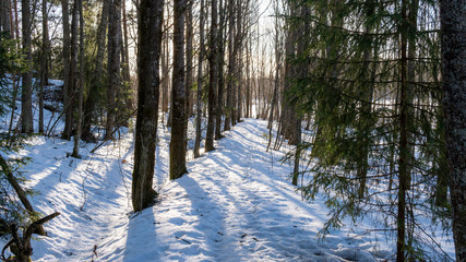 Forest path at february. Turku, Finland 2019.