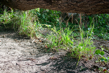 The tree trunk lies horizontally and green grass grows under it. Grass grows under the trunk of a fallen tree. A shadow from the bushes etching a sunny day falls to the ground.