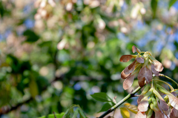 Close-up of maple seeds. Maple seeds are lit by the sun on the background of green leaves.