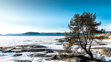 Pine tree on a rocky coast in winter. Ruissalo, Turku, Finland at February 2019.