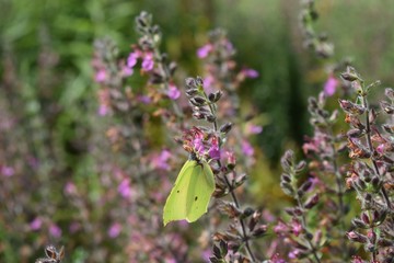 Schmetterling Lavendel