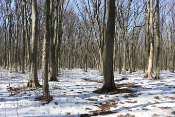 The snow began to melt in the spring forest