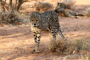 Cheetah (Acinonyx jubatus) in the savanna of Namibia – Africa