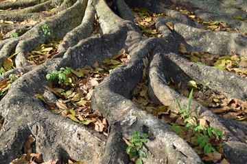 Fototapeta na wymiar Knorrige Baumwurzeln auf Kuba
