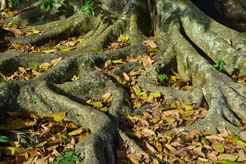 Knorrige Baumwurzeln auf Kuba