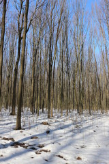 The snow began to melt in the spring forest