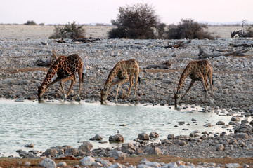Fototapeta na wymiar drinking giraffes at the waterhole - Namibia Africa