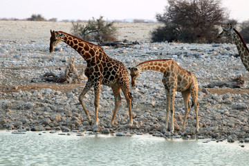 drinking giraffes at the waterhole - Namibia Africa