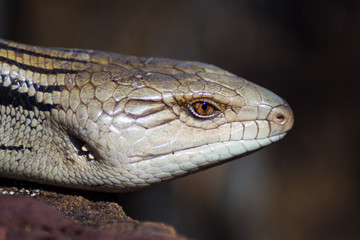 Blue Tongue Lizard