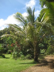 Fototapeta na wymiar Jungle in Hawaii