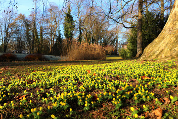 Obraz premium Eranthis (winter aconite) - castle garden Schwetzingen Germany