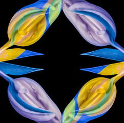 Fine art still life colorful abstract frame pattern made of macros of a single isolated yellow green blue closed tulip blossom,black background,detailed texture and leaf in pop art painting style