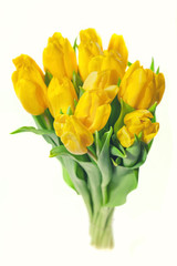 Bouquet of yellow tulips isolated on white background. Valentine's day and mother's Day background. International women day.