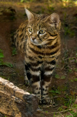 Black-footed Cat (captive)