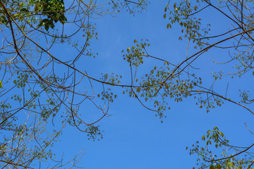 Young fresh birch leaves