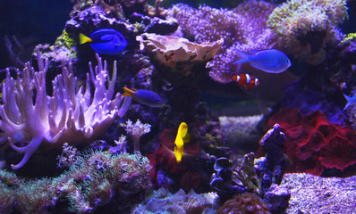 Naklejka na ściany i meble tropical fish in aquarium