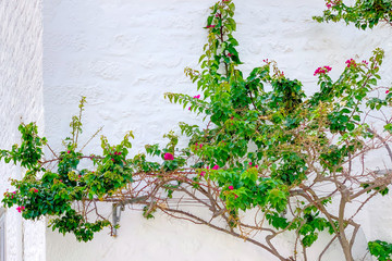 A tree with flowers grows near the white wall