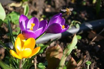 Spring flowers and bee