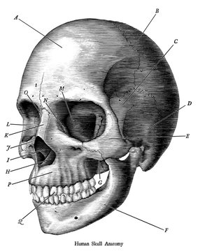 skull, drawing, human, vintage, illustration, white, skeleton, anatomy, halloween, art, hand, black, sketch, etching, old, engraving, death, head, engraved, medical, isolated, science, drawn, body, bo