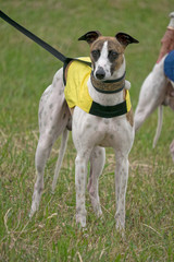 Whippet