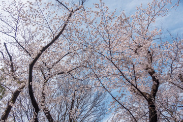 Fototapeta na wymiar Cherry Blossom in Tokyo