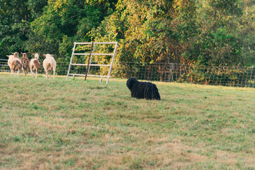 sheepdog herding sheep in a field