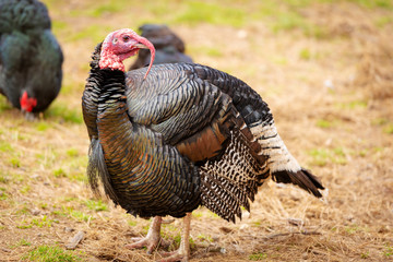 Live Turkey Bird
