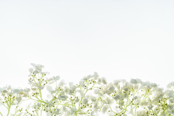 floral composition on the white background