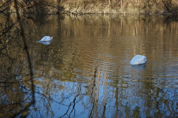 Schwäne mit dem Kopf unter Wasser