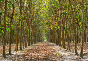 Rubber forest in rainy season