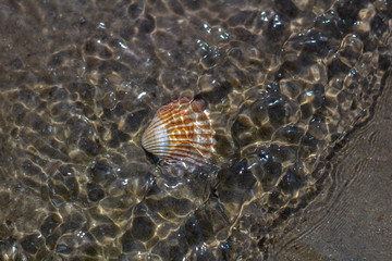 Shell