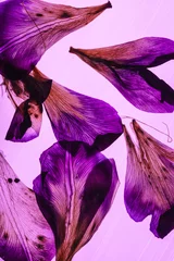 Fotobehang Violet irisbloemblaadjes op roze achtergrond