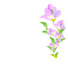 Obraz premium beautiful flowers