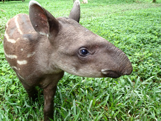 Tapir baby in the jungle - Peru South America