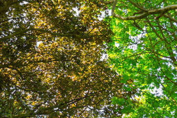 leaves of tree in spring